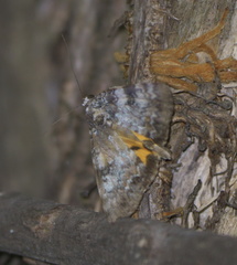 Catocala connubialis