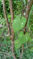 Dioscorea maciba image