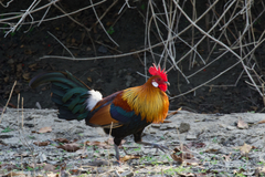 Gallus gallus murghi