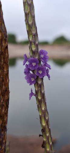 Stachytarpheta indica, photograph 5