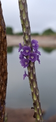 Stachytarpheta indica, photograph author not stated, no rights reserved