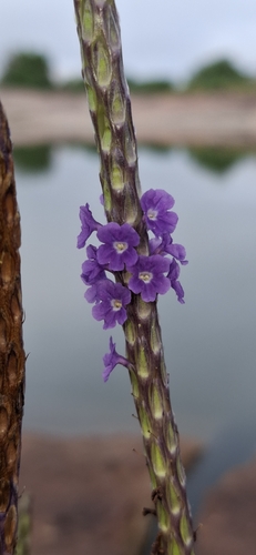 Stachytarpheta indica, photograph 6