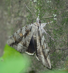Catocala flebilis
