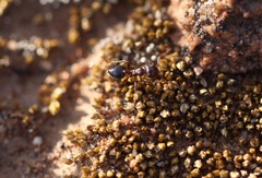 Crematogaster coarctata