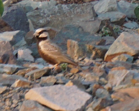 Ashy-crowned Sparrow-Lark (Eremopterix griseus), photo 2
