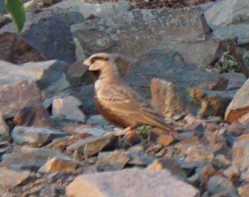 Ashy-crowned Sparrow-Lark (Eremopterix griseus), photo 5