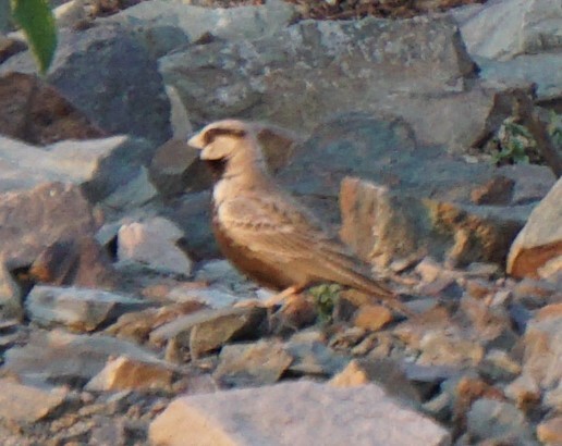 Ashy-crowned Sparrow-Lark (Eremopterix griseus), photo 4
