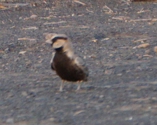 Ashy-crowned Sparrow-Lark (Eremopterix griseus), photo 3