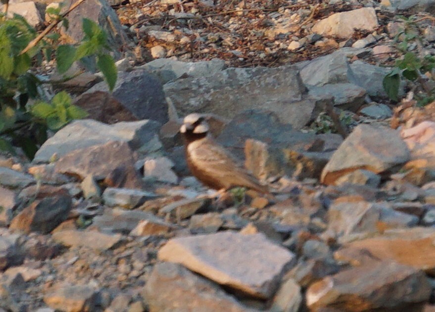 Ashy-crowned Sparrow-Lark (Eremopterix griseus), photo 5