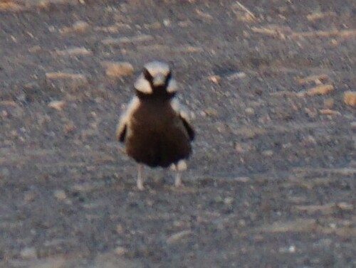 Ashy-crowned Sparrow-Lark (Eremopterix griseus), photo 7