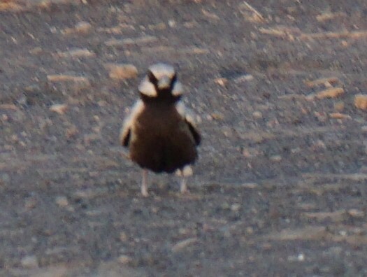 Ashy-crowned Sparrow-Lark (Eremopterix griseus), photo 6