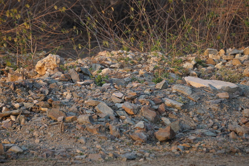 Ashy-crowned Sparrow-Lark (Eremopterix griseus), photo 8