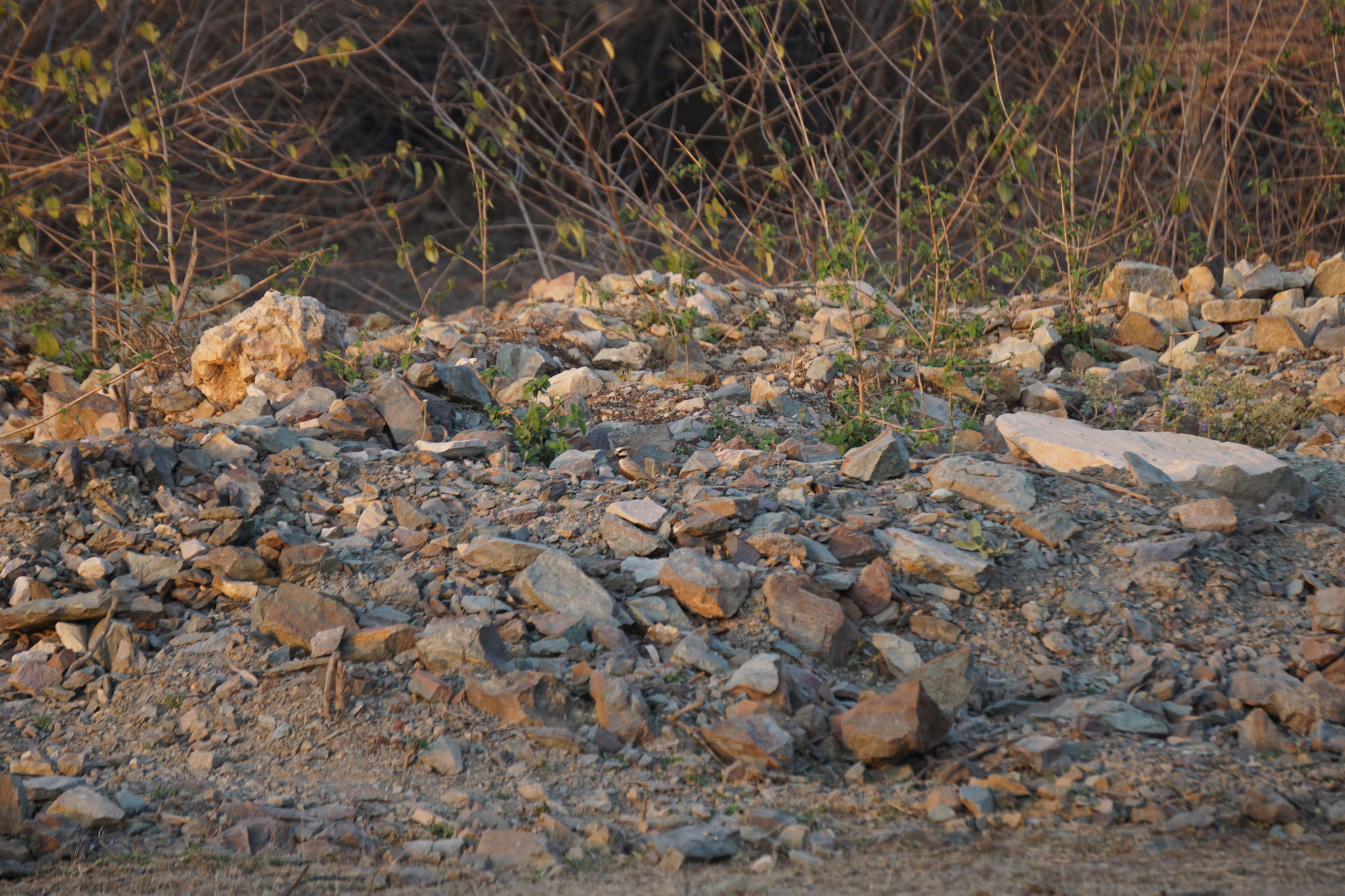 Ashy-crowned Sparrow-Lark (Eremopterix griseus), photo 7