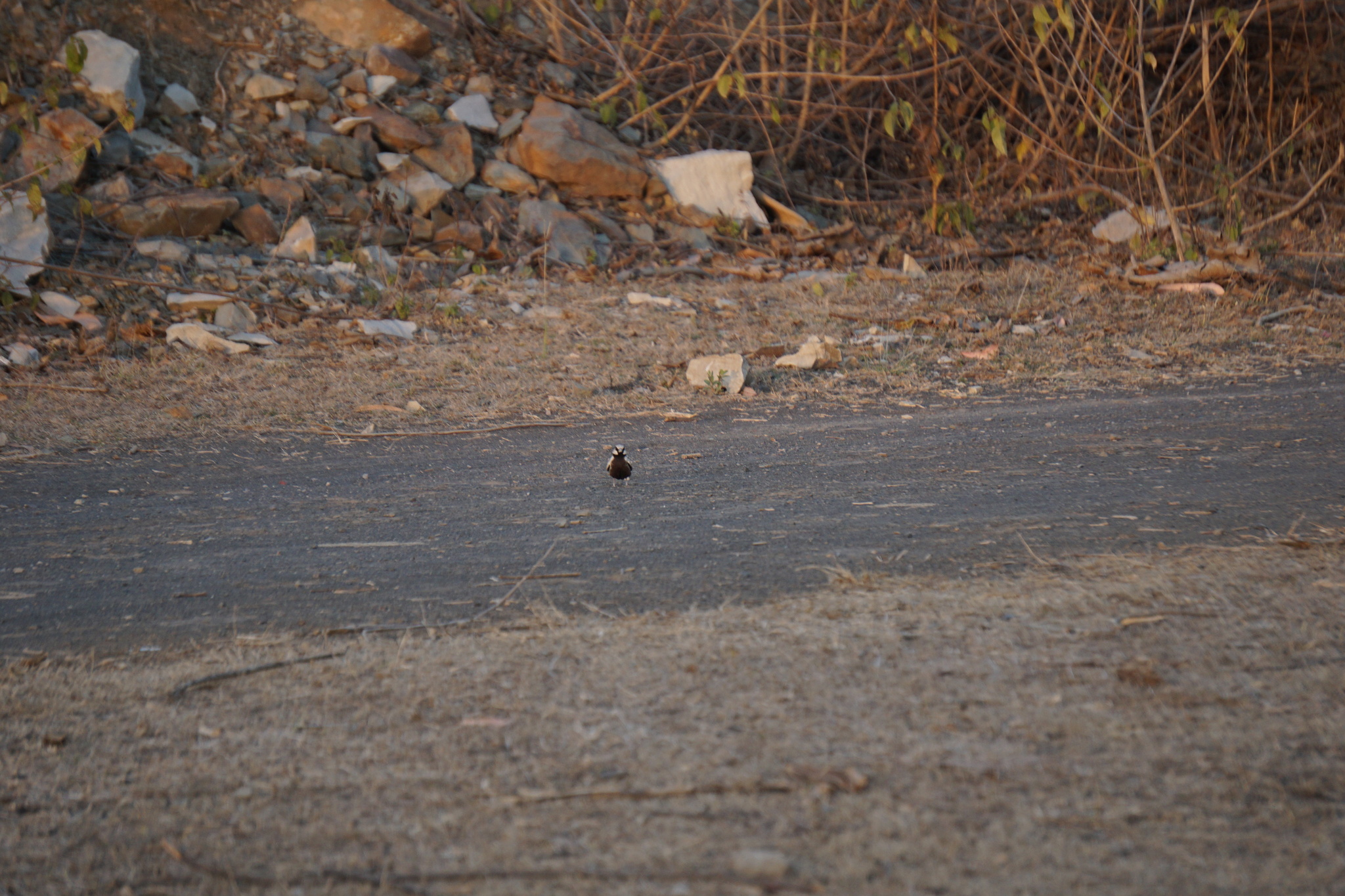 Ashy-crowned Sparrow-Lark (Eremopterix griseus), photo 8