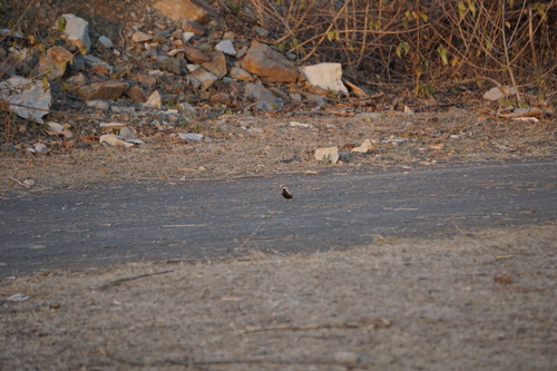 Ashy-crowned Sparrow-Lark (Eremopterix griseus), photo 10