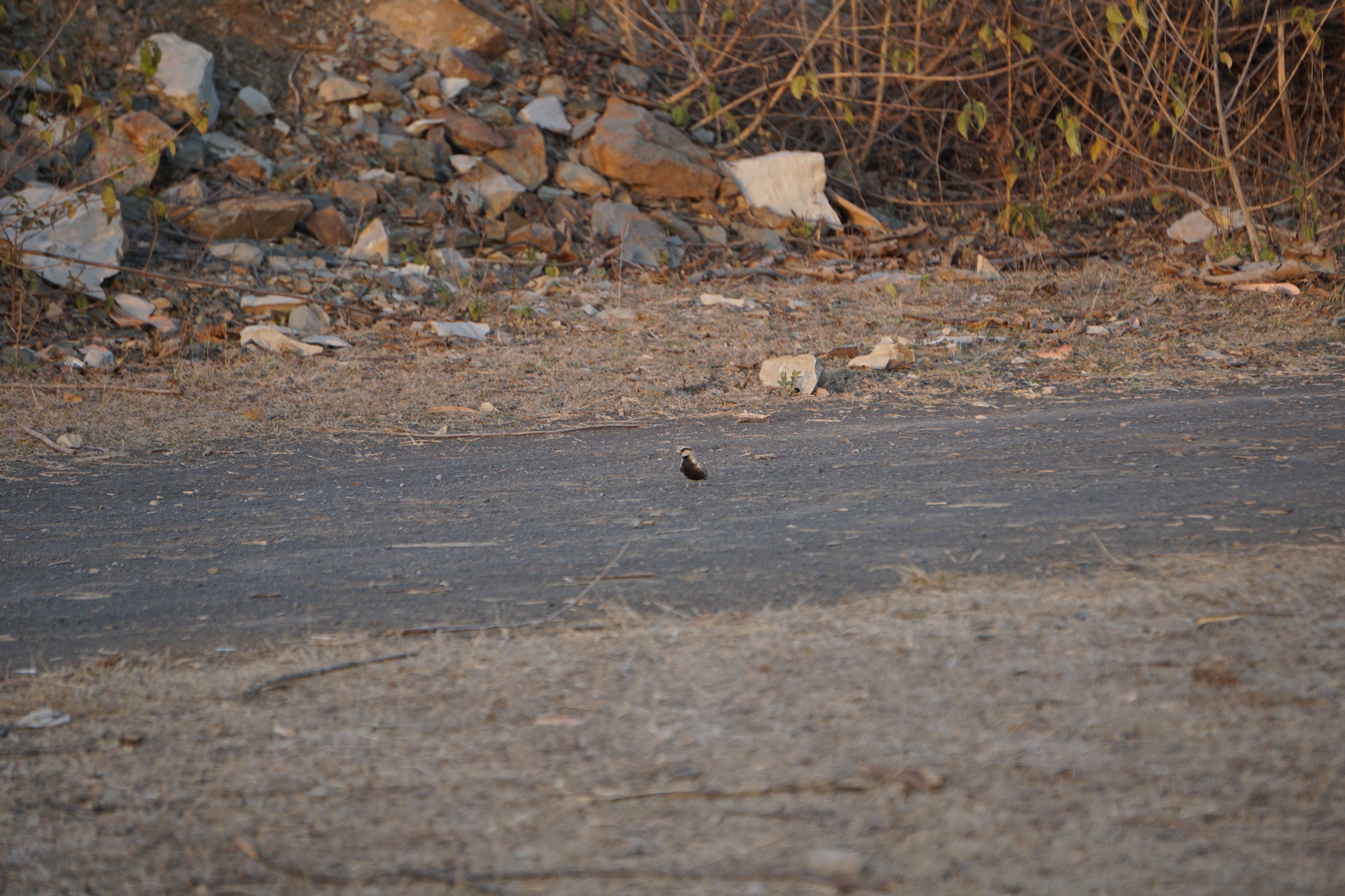Ashy-crowned Sparrow-Lark (Eremopterix griseus), photo 9