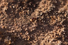 Crematogaster coarctata