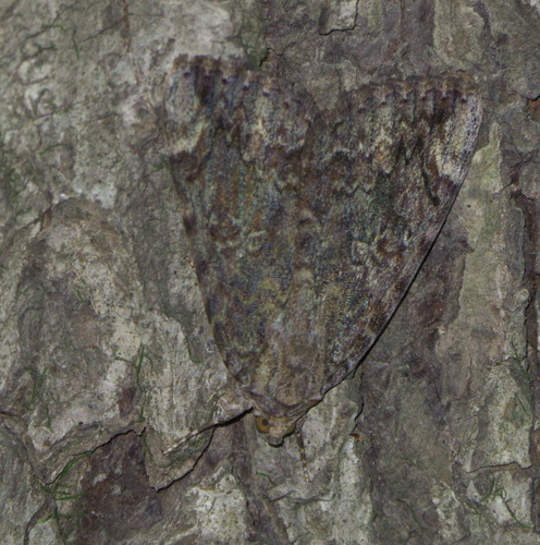 Betrothed Underwing photo 6