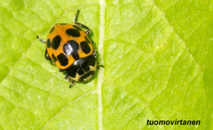 Ceratomegilla notata
