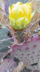 Opuntia gosseliniana