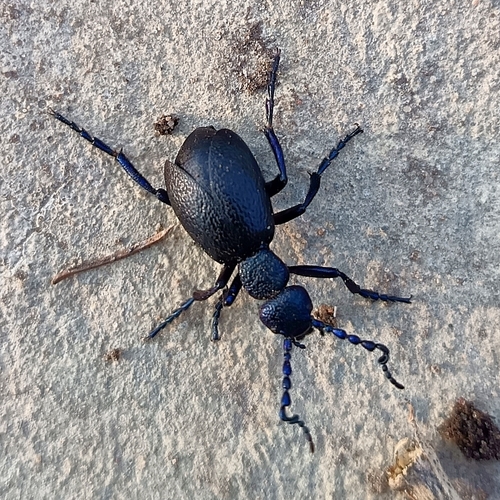 Black Oil Beetle