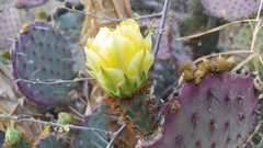 Opuntia gosseliniana