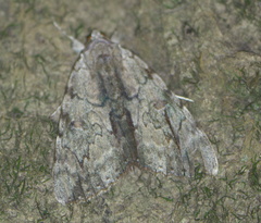 Catocala insolabilis