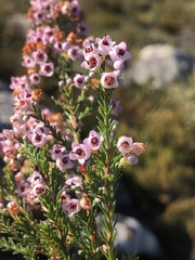 Erica curvirostris
