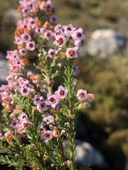 Erica curvirostris