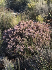 Erica curvirostris