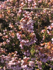 Erica curvirostris