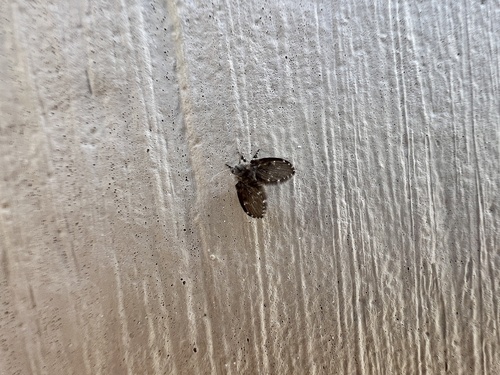 Unknown species found near Texas, US
