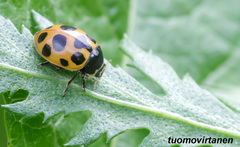 Ceratomegilla notata