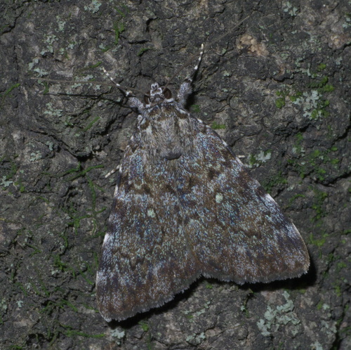 Jair Underwing photo 3