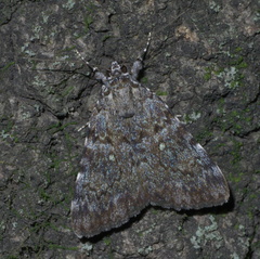 Catocala jair