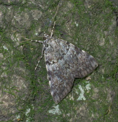Catocala jair