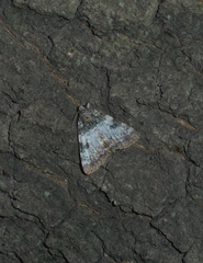 Catocala connubialis