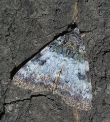 Catocala connubialis