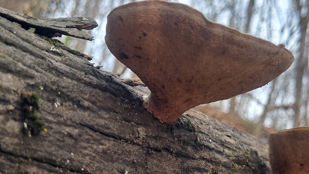 Trametes aesculi · March 2026 · photo: © potatocthulhu (iNaturalist, cc0)