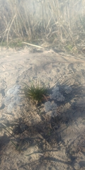 Lomatium linearifolium