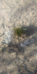Lomatium linearifolium