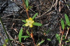 Hibbertia salicifolia