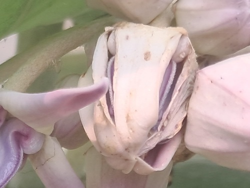 crown flower