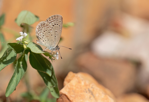 African Grass Blue