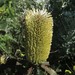 Banksia oblongifolia - Photo (c) Adrian Gale,  זכויות יוצרים חלקיות (CC BY-NC), הועלה על ידי Adrian Gale