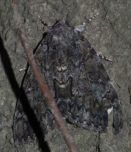 Tearful Underwing photo 6