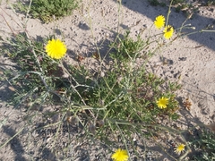 Launaea mucronata