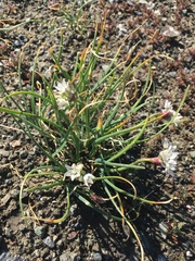 Allium haematochiton