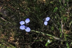 Comesperma sphaerocarpum