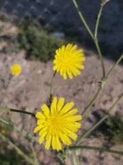 Launaea mucronata